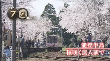 Noto Peninsula: Cherry Blossoms at an Unmanned Station