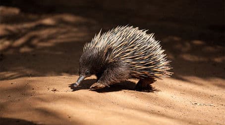 Platypus and Echidna