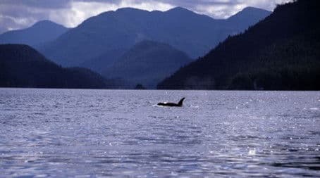 A Killer Whale Called Luna