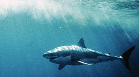 White Shark/Red Triangle