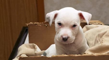 Dr. Pol's Super Bowl