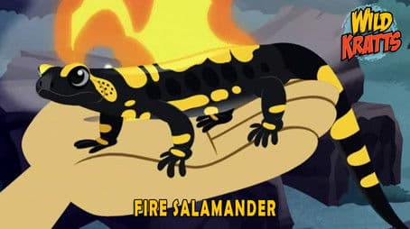 Fire Salamander
