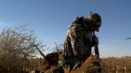 Ribeye of the Sky: Sandhill Cranes in West Texas