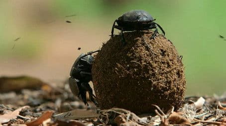 Dung Beetle & The Oldest Clam