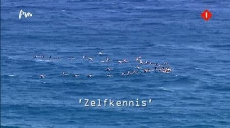 Zelfkennis (Self-knowledge)