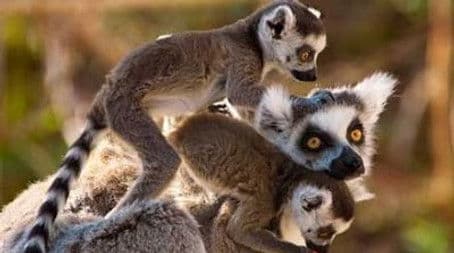 Madagascar: Land of Lemurs