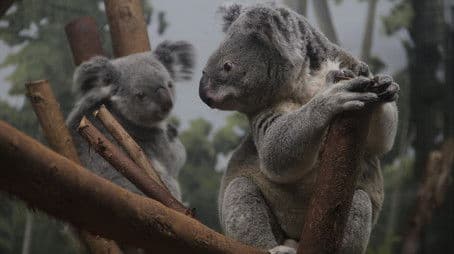 Koala-palooza