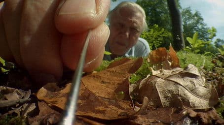 Attenborough's Life Stories: Life on Camera