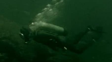 The Marine Biologist