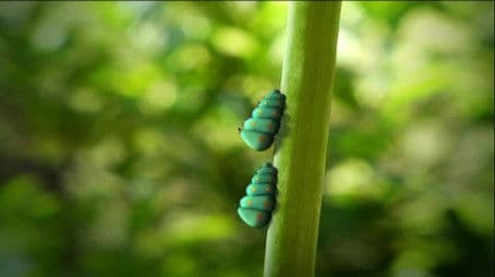 Caterpillars in Pairs