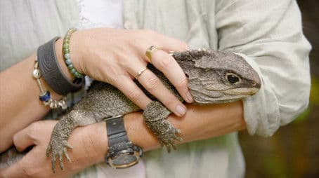 Te Hauturu-o-Toi (a.k.a Little Barrier)