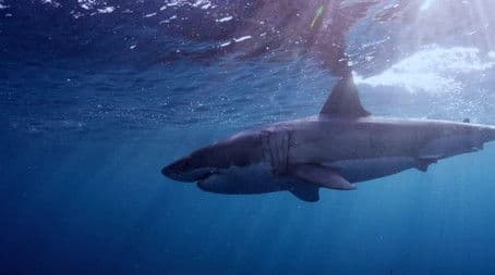 Nightmare on the Cape