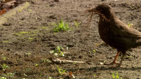 Wild Berlin - on quiet paws through the urban jungle