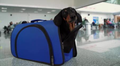 Rage Against the Rideshare Driver