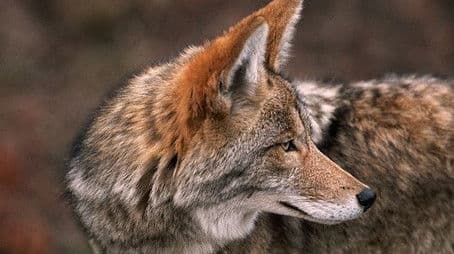 Coyote: the Ultimate Survivor?