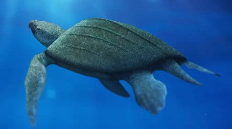 The Return of Giant Skin-Shell Sea Turtles