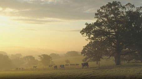 Seven Seeds Farm | Recipe: Steak au Poivre