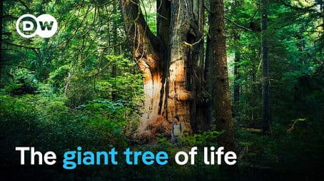 Life in Canada's Great Bear Rainforest