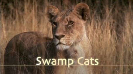 Swamp Cats