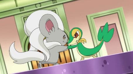 Beauties Battling for Pride and Prestige!