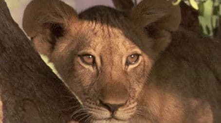 Lake Turkana: Land of the Crocodile