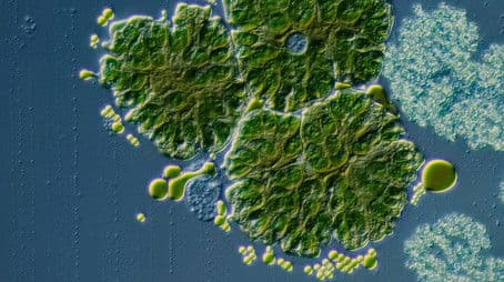 Can Algae Fuel Our Cars?