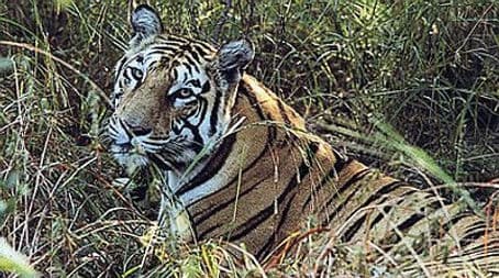 Tigers of the Emerald Forest