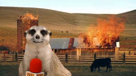 Puking Gull & Cow Boom