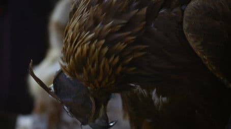 American Firefighters