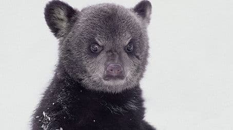 Bearwalker of the Northwoods