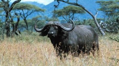 Buffalo: The African Boss