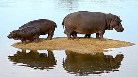 Hippo Beach