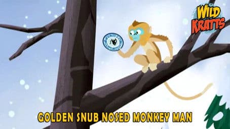 Golden Snub Nosed Monkey Man