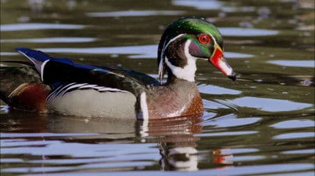 An Original DUCKumentary