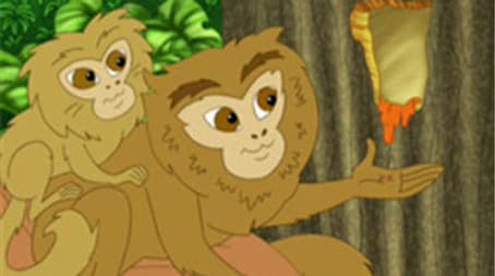 A Booboo on the Pygmy Marmoset