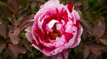 Episode 35 Spring: Grand Country Garden & Urban Design