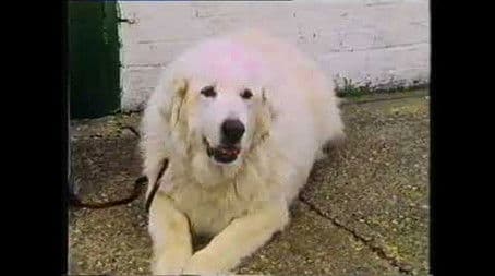 The Advance, Stand, Sit and Down