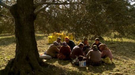 Olive Groves in the Aegean