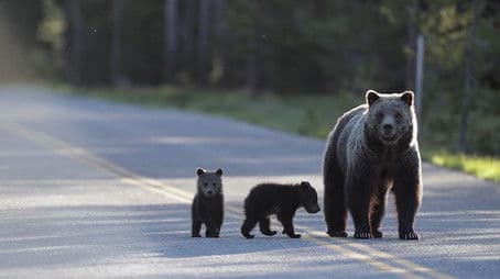 Saving Europes Bears