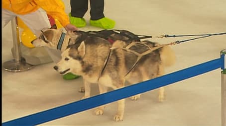 Drag the Sled Challenge