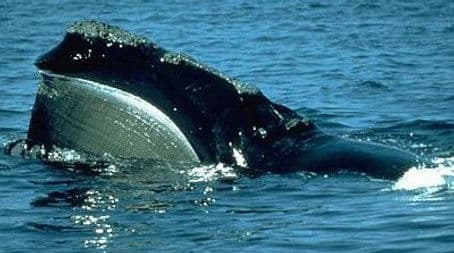 Riddle of the Right Whale